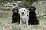 LABRADOR 866